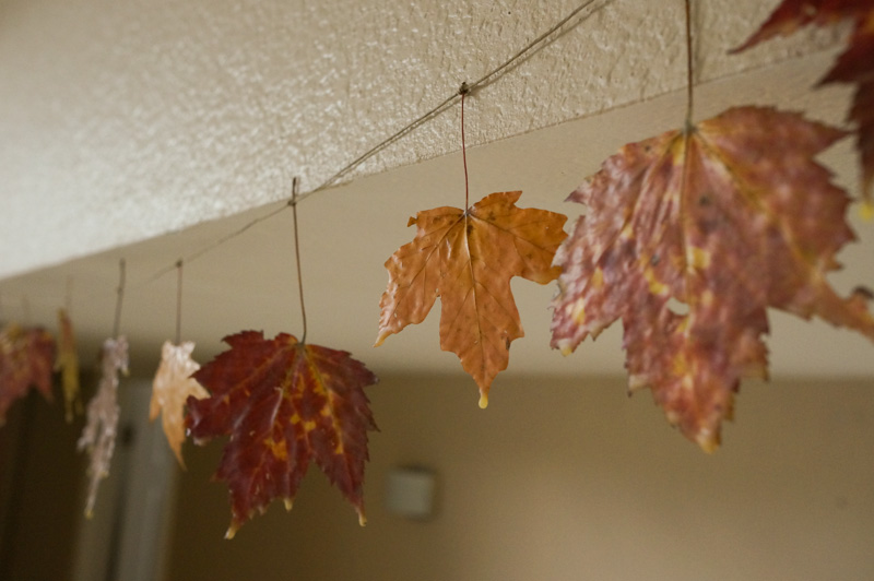 waxed leaves 10 | www.sparklestories.com| martin & sylvia's nature school