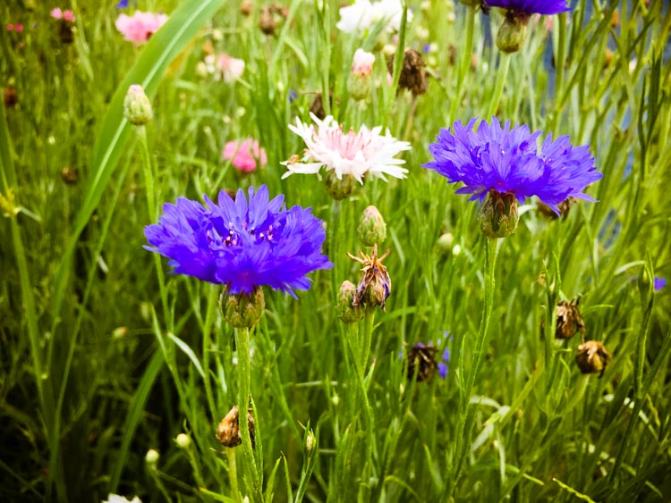 flowery-summer salad 2| www.sparklestories.com| junkyard tales: all together now
