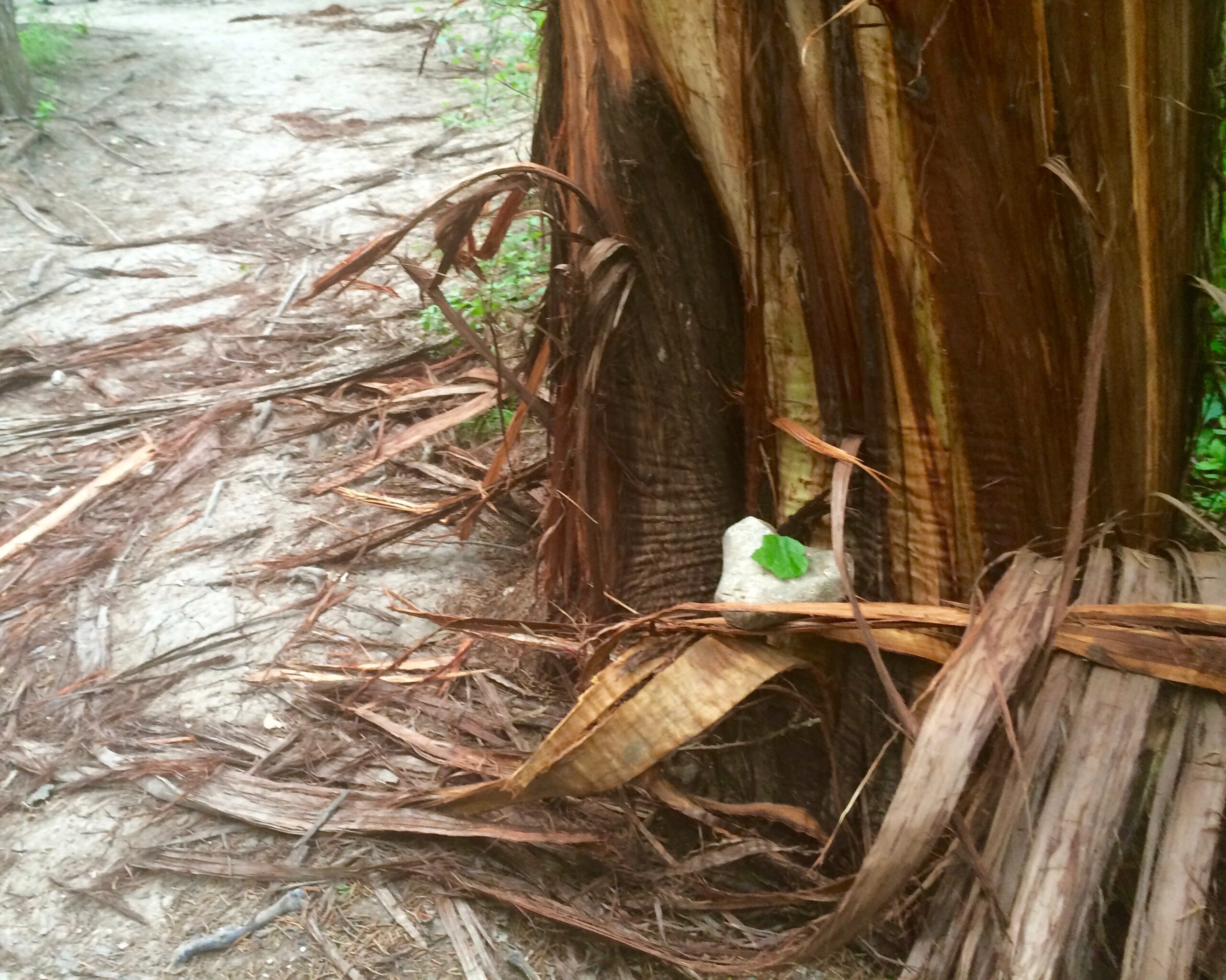 Hidden Earth Art Featured Image