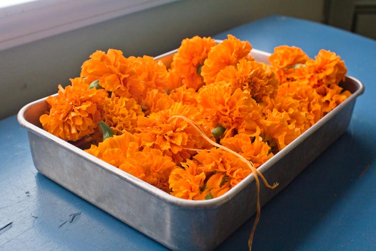 dia de los muertos marigold garland 7 |www.sparklestories.com| martin & sylvia