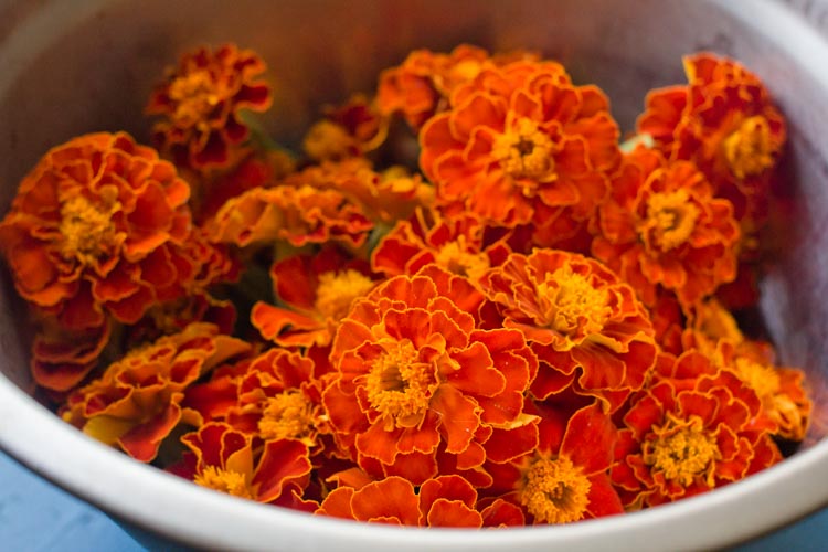dia de los muertos marigold garland 10 |www.sparklestories.com| martin & sylvia