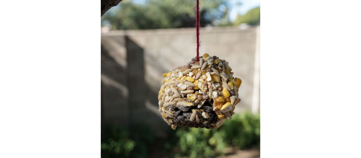 blog-Crafts and recipes Week Three Bird Feeders and Squirrel Feeders-1200-525-70KB-jpg