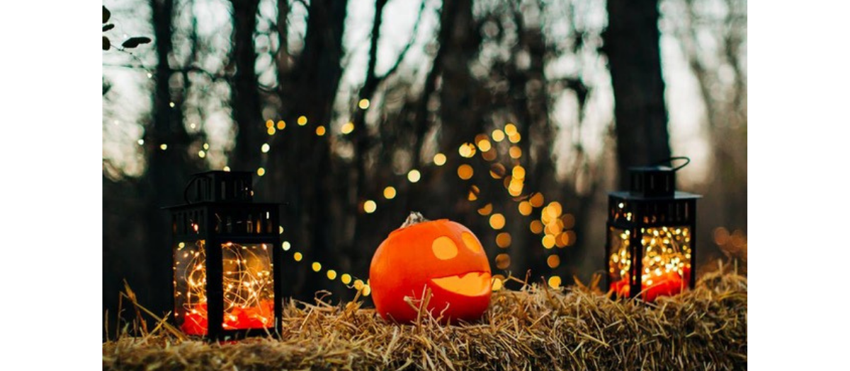 blog-forest-of-magic-and-mystery-album-1200-525 (5)