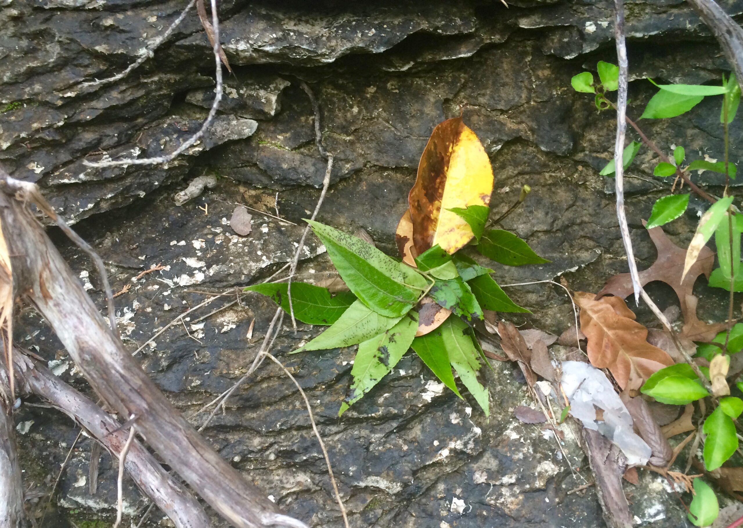 Hidden Earth Art - Finn's leaves