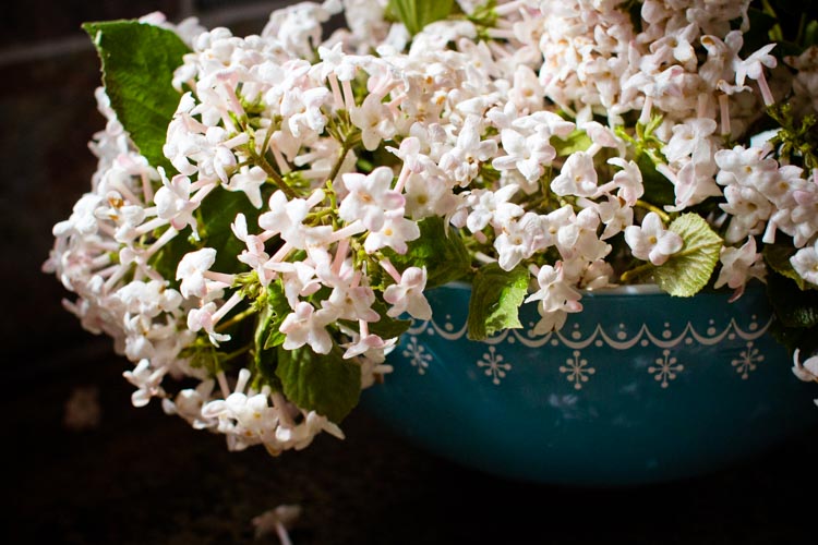 lilac oranginas 7 | www.sparklestories.com| so many fairies