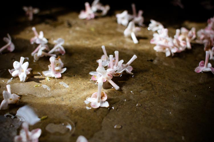 lilac oranginas 2 | www.sparklestories.com| so many fairies