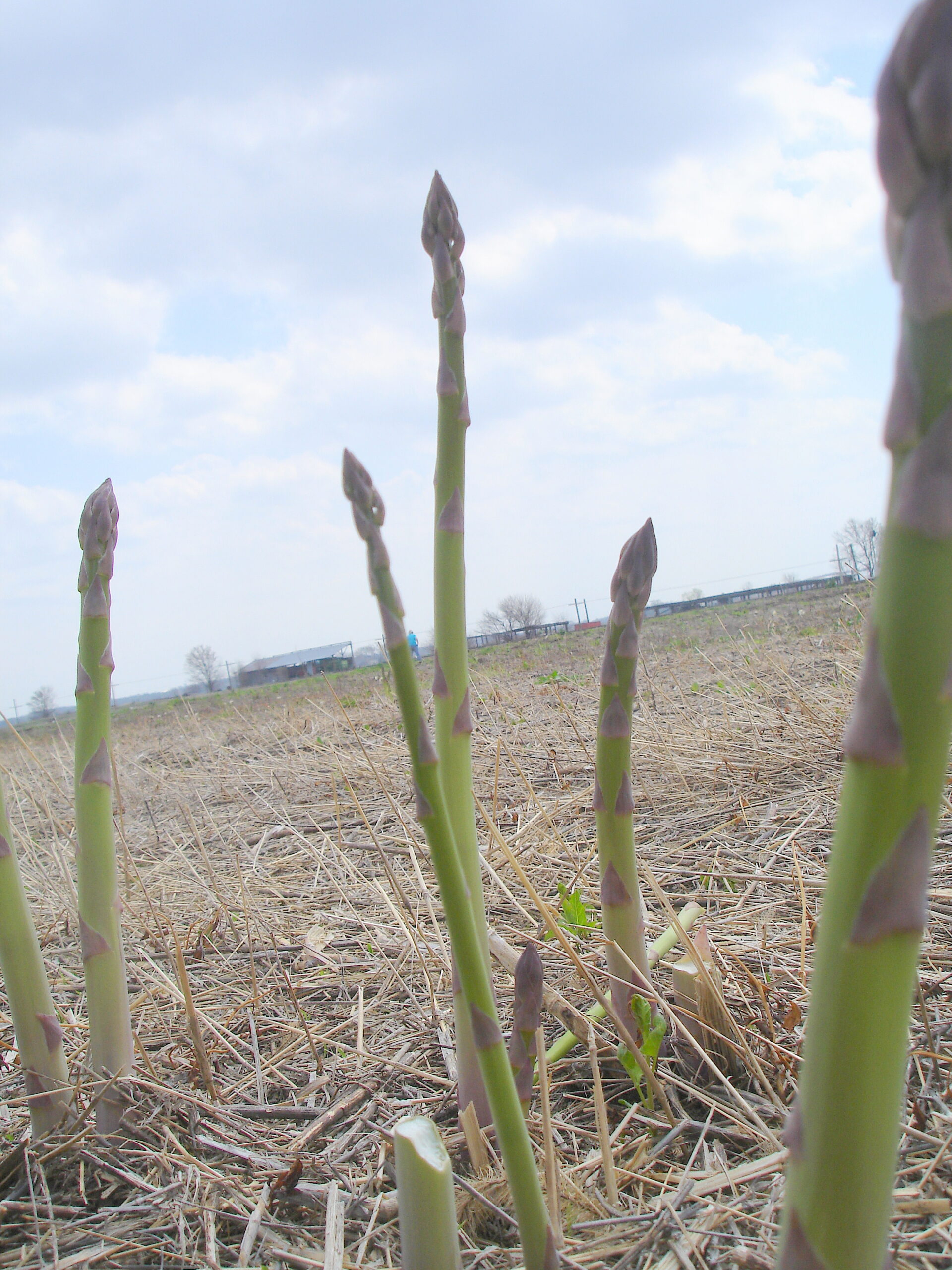 asparagus-field