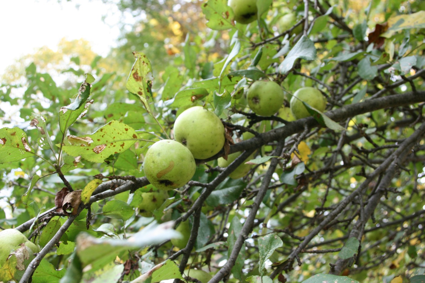 spiced applesauce 11