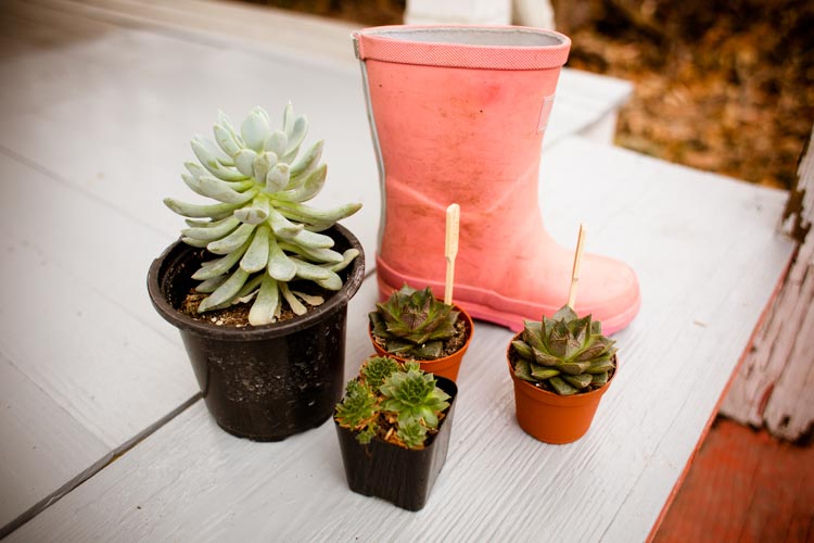 rainy boots "hens and chicks" planters 7 |www.sparklestories.com| at home with martin & sylvia