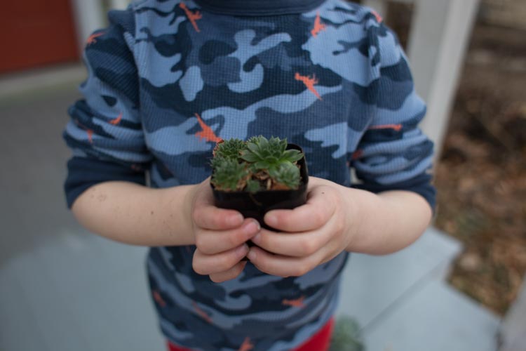 rainy boots "hens and chicks" planters 6 |www.sparklestories.com| at home with martin & sylvia