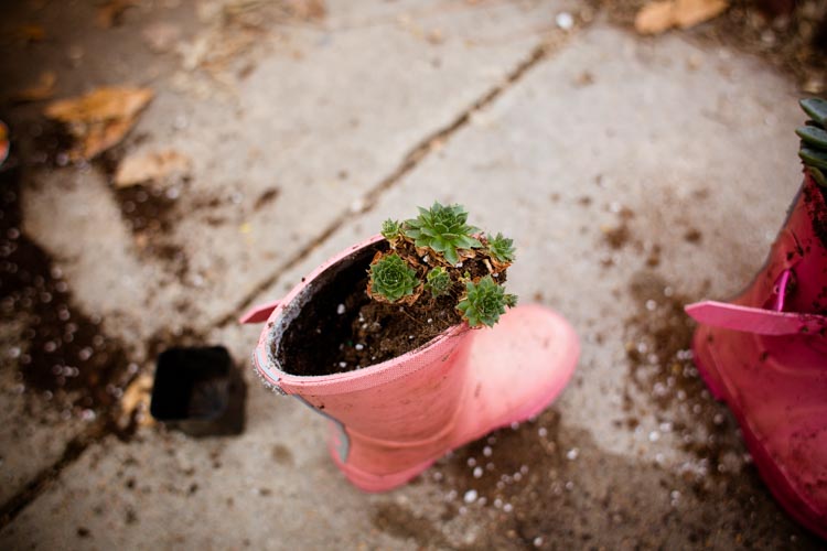 rainy boots "hens and chicks" planters 12 |www.sparklestories.com| at home with martin & sylvia