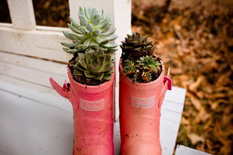 rainy boots "hens and chicks" planters 11 |www.sparklestories.com| at home with martin & sylvia