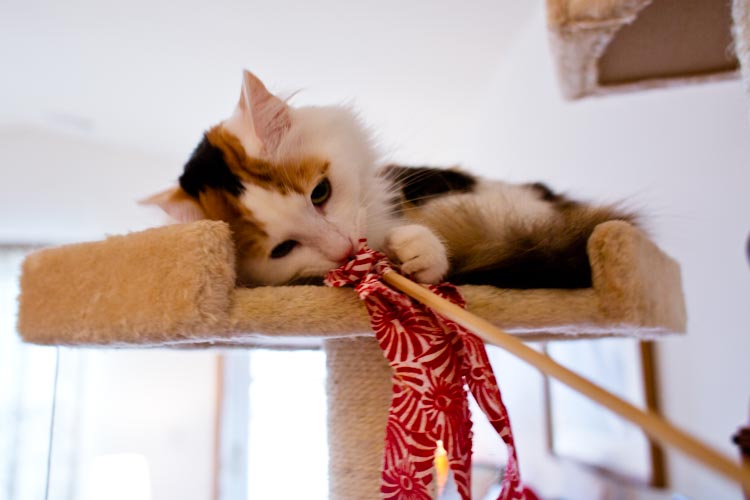 easy cat wands 7 | www.sparklestories.com| junkyard tales