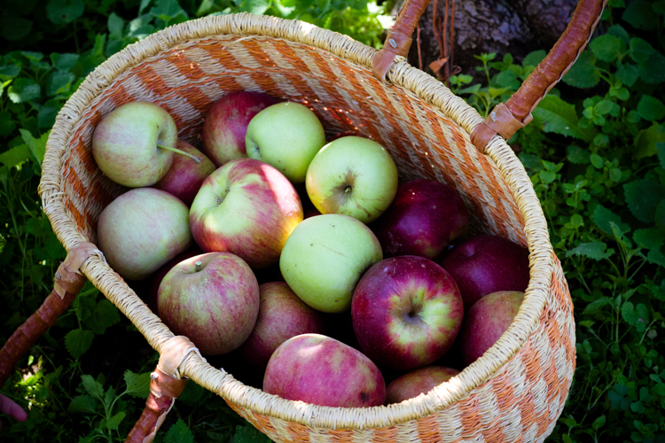 "apples in a row" tart 4 |www.sparklestories.com| by thistle by thimble