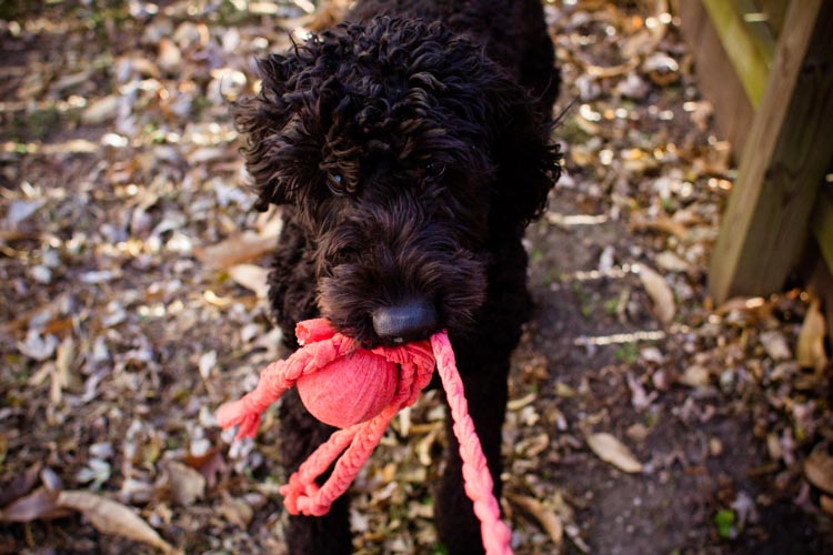 octopus dog toy 12 |www.sparklestories.com| martin & sylvia's: saturdays!