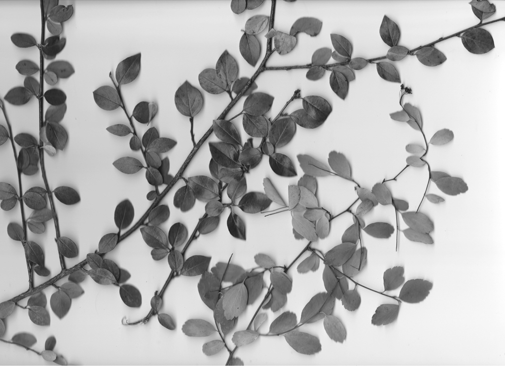 2 scan 4barberry gray copy