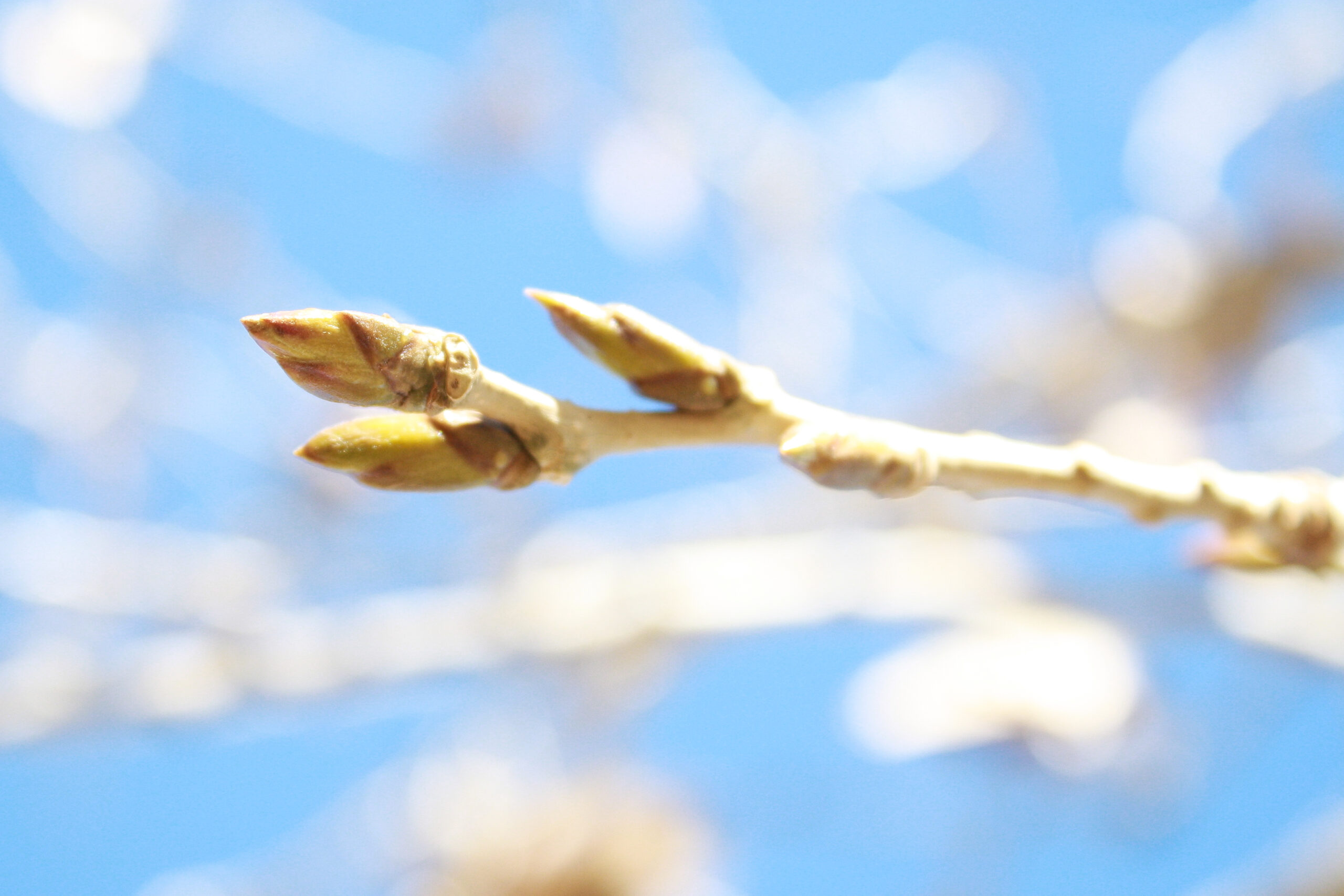 tree buds dawn 1