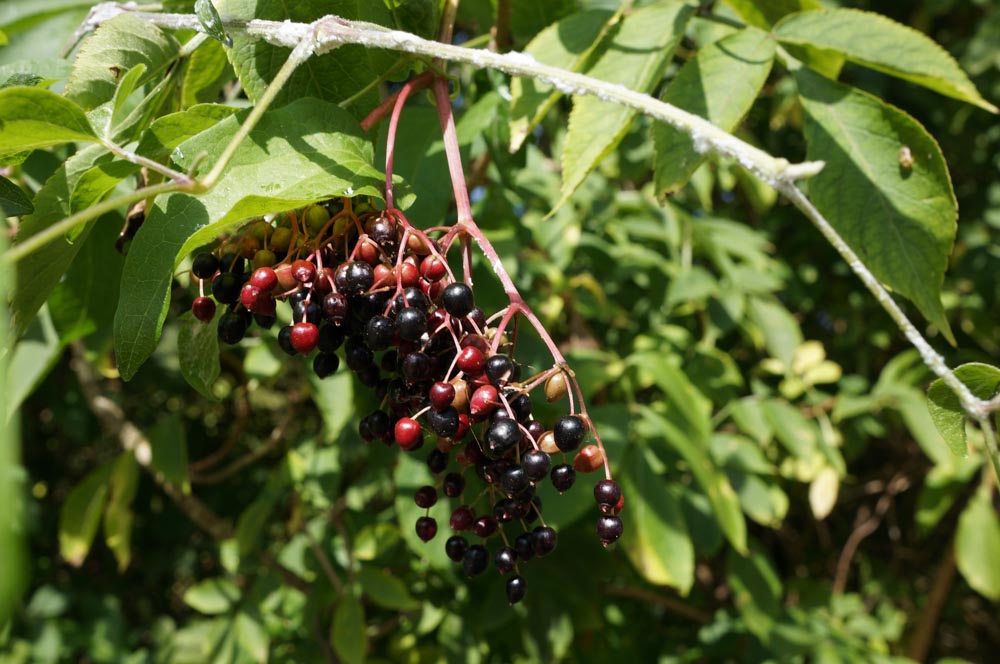 elderberry syrup kc 1