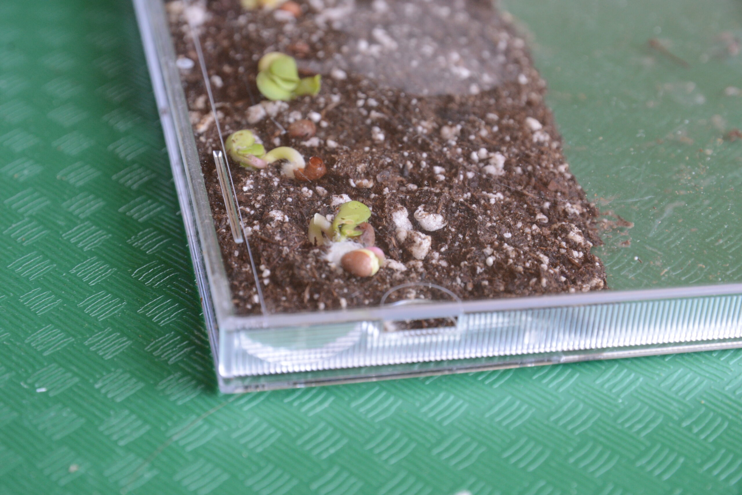 upcycled sprouting wings, worms 12