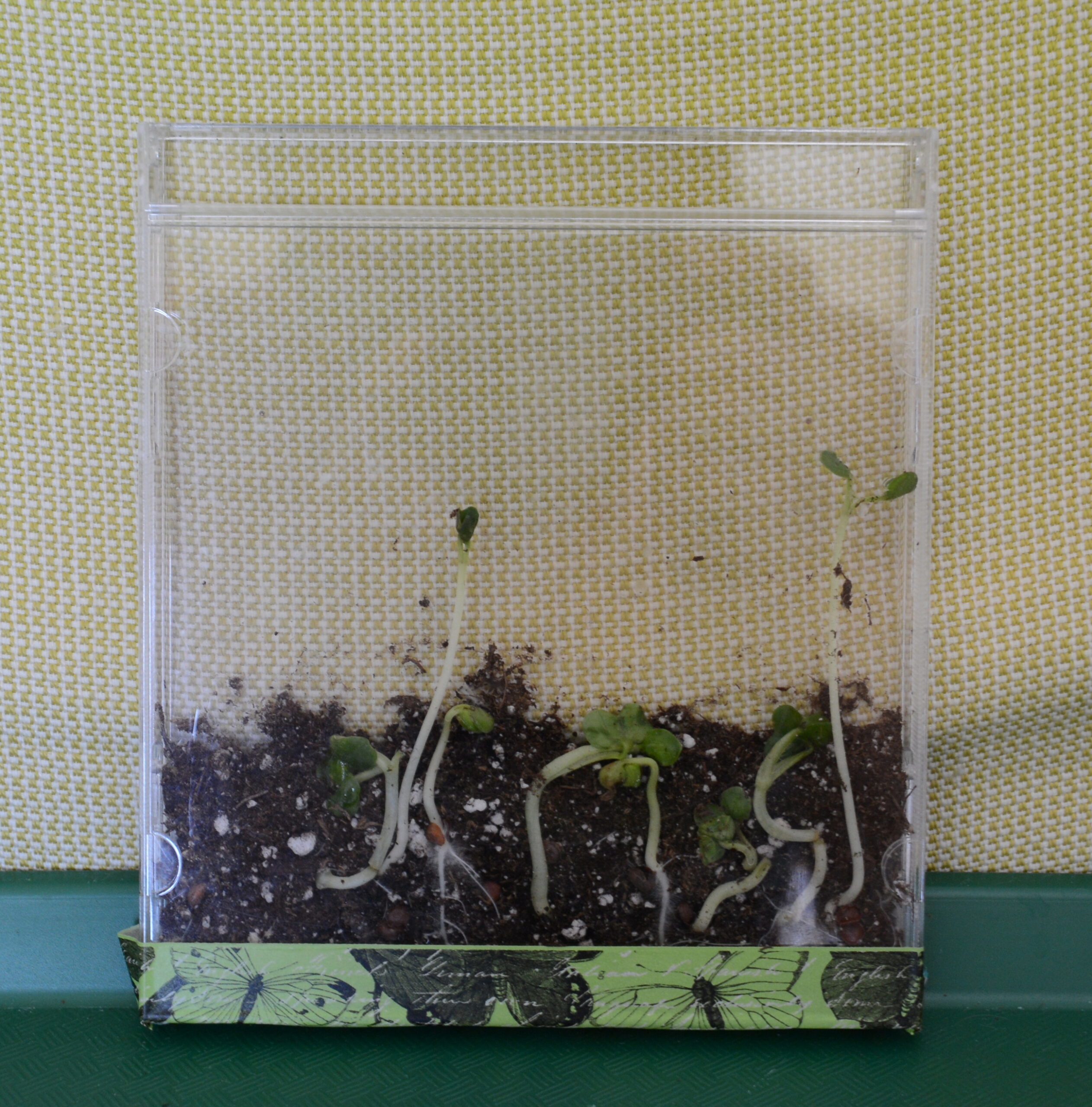 upcycled sprouting wings, worms 16