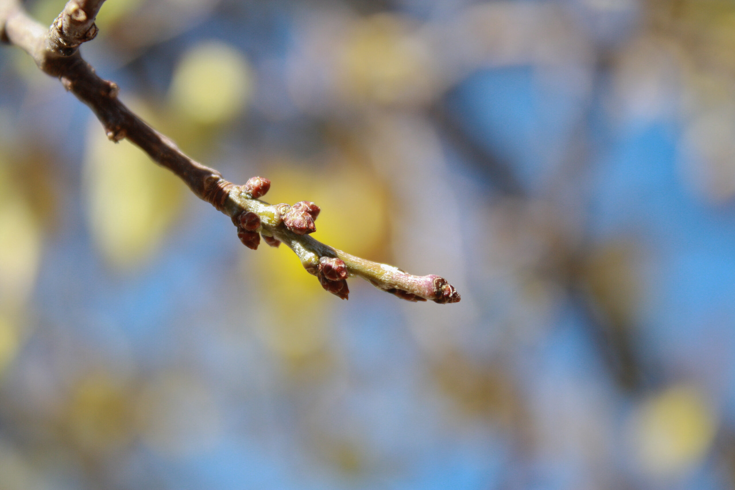 tree buds dawn 4