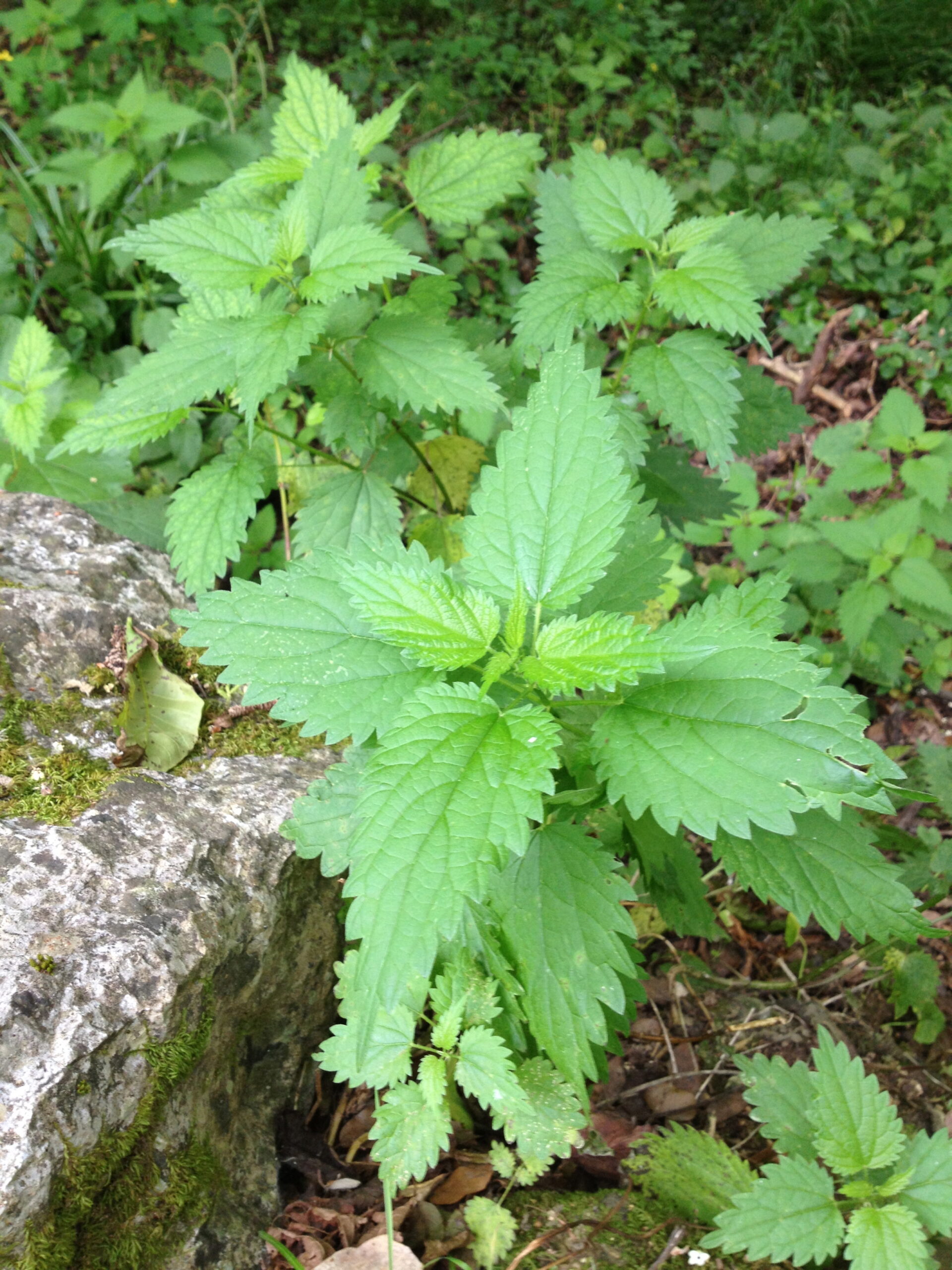 cauliflower nettle casserole KC1