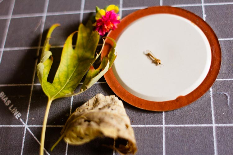 diy low-tech microscope 4 |www.sparklestories.com| martin & sylvia: more adventures!