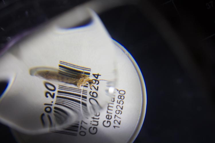 diy low-tech microscope 8 |www.sparklestories.com| martin & sylvia: more adventures!