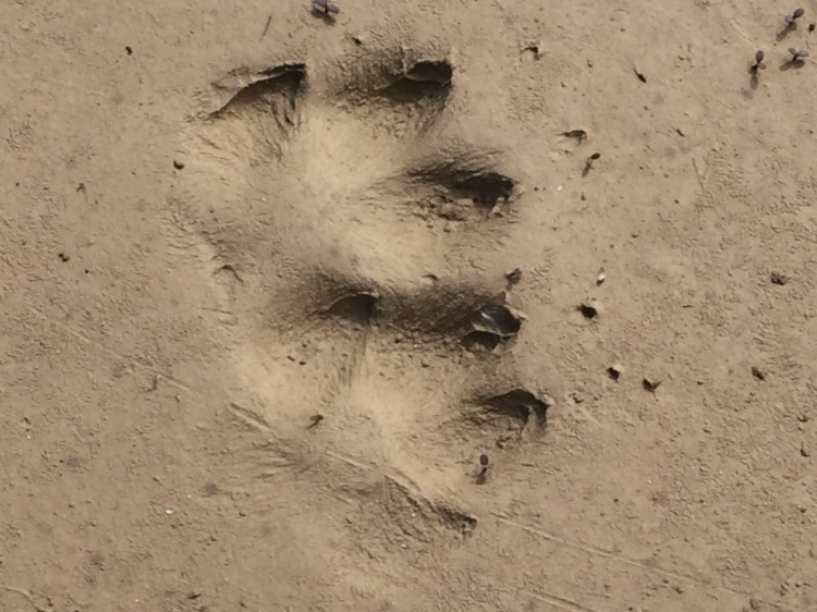 plaster casting 1 | www.sparklestories.com| martin & sylvia's nature school