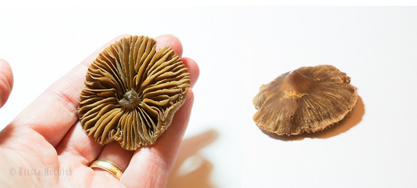 mushroom spore prints 2| www.sparklestories.com| martin & sylvia's nature school