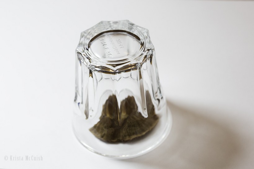 mushroom spore prints 3| www.sparklestories.com| martin & sylvia's nature school