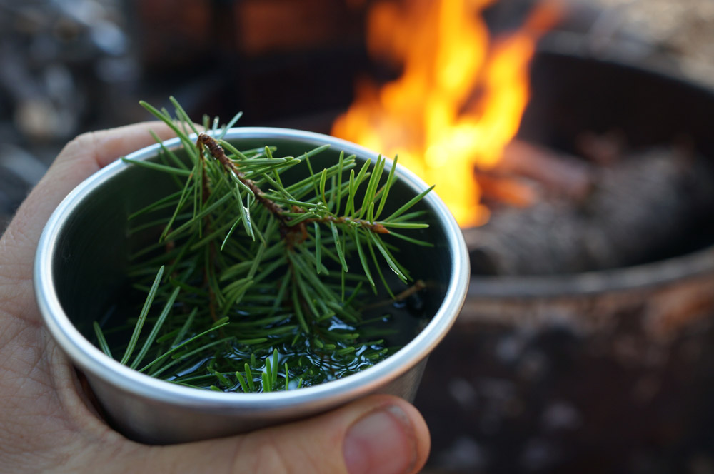 pine needle tea KC!