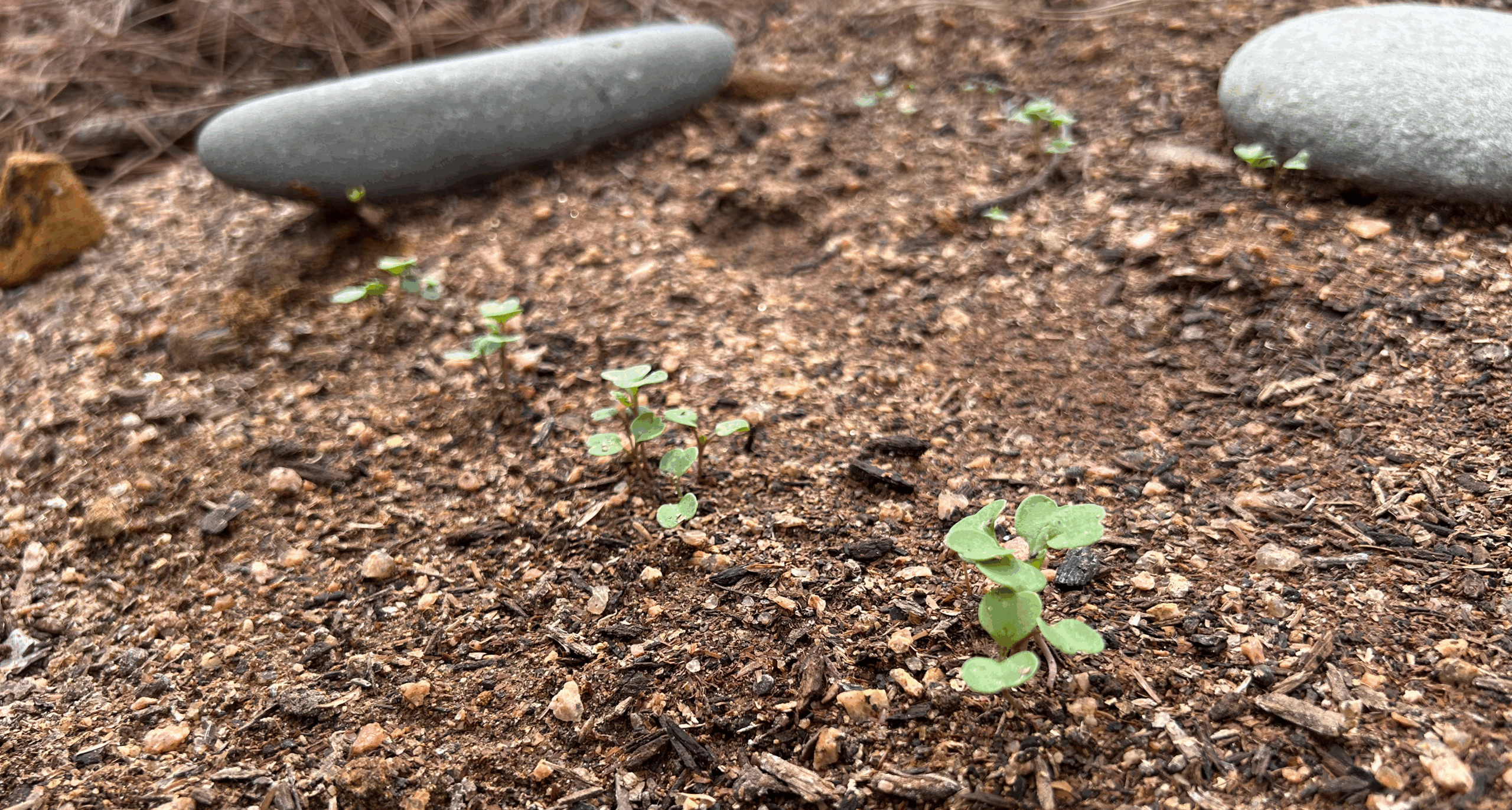 Seedlings and Soil Banner 1200