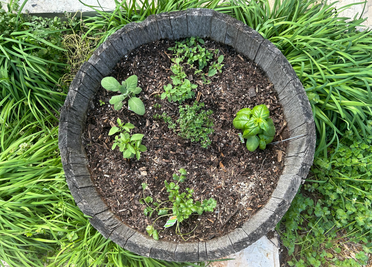 Childrens Herb Garden 1 CIRCLE PLANTER banner 1200