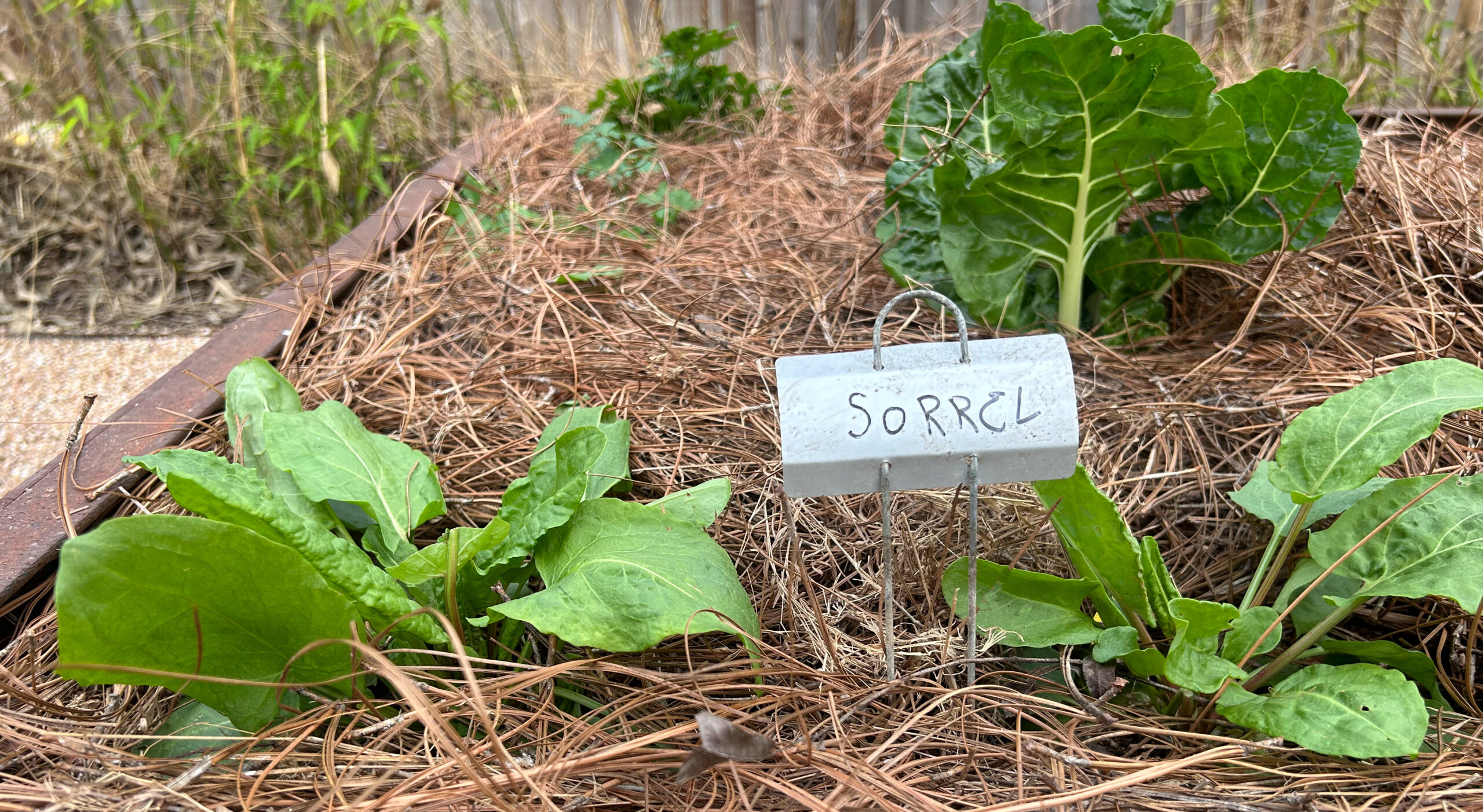 Herb Garden 6 SORREL Banner 1200